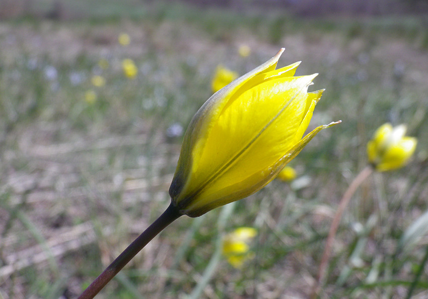  бузький (Tulipa hypanica).